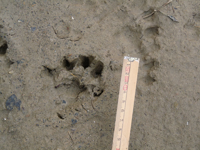 La lontra nell''Appennino meridionale